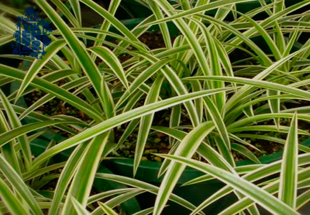 jardines verticales con falangio