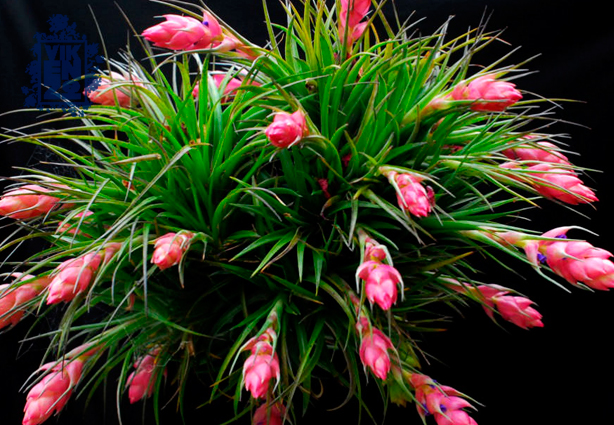 jardines verticales con tillandsia