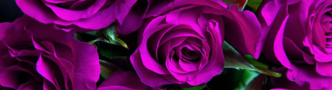 rosas deep purple