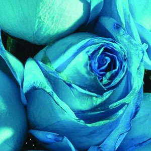 rosas turquesa - Arreglos Florales VIKENZO